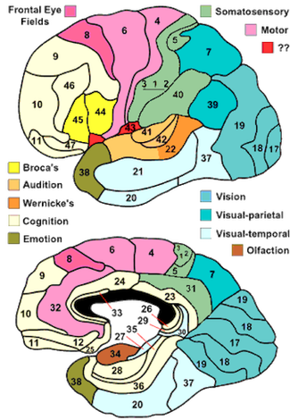 Brain Regions
